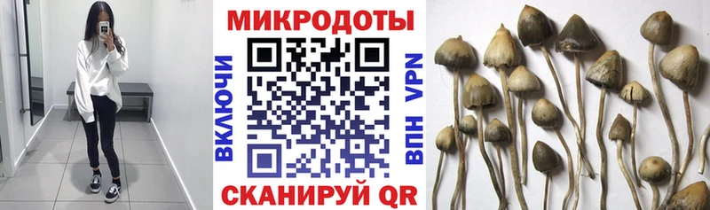 Псилоцибиновые грибы мицелий  Купить  Покровск 